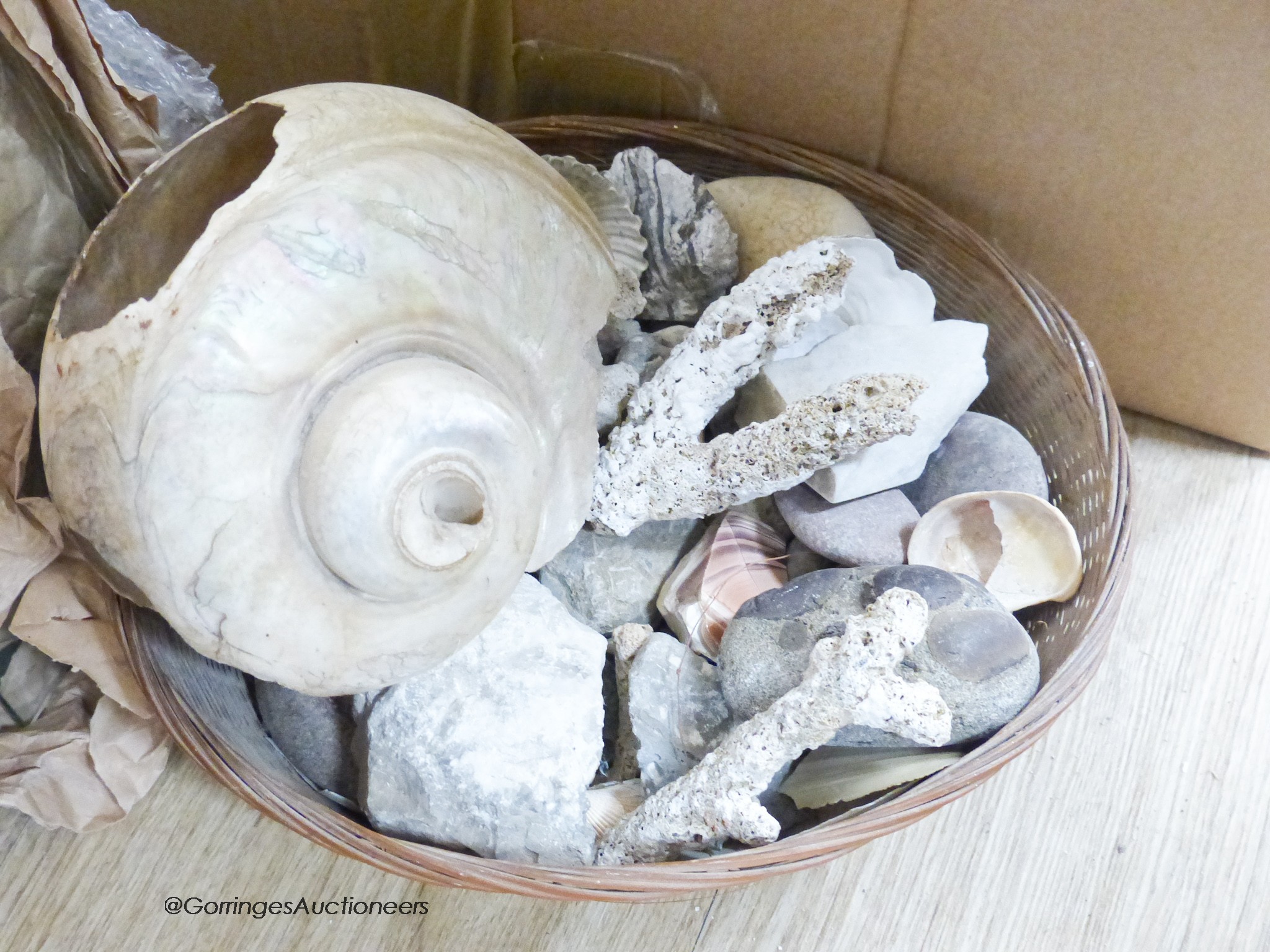 A quantity of fossils etc, in a display case